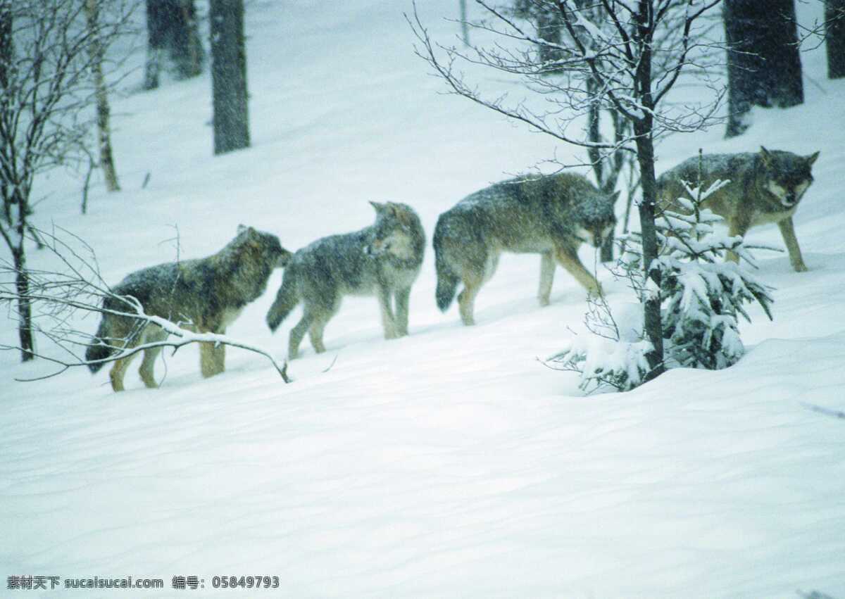 狼 群狼 雪地 野生动物 哺乳动物 斑马特写摄影 图素动植物类 生物世界