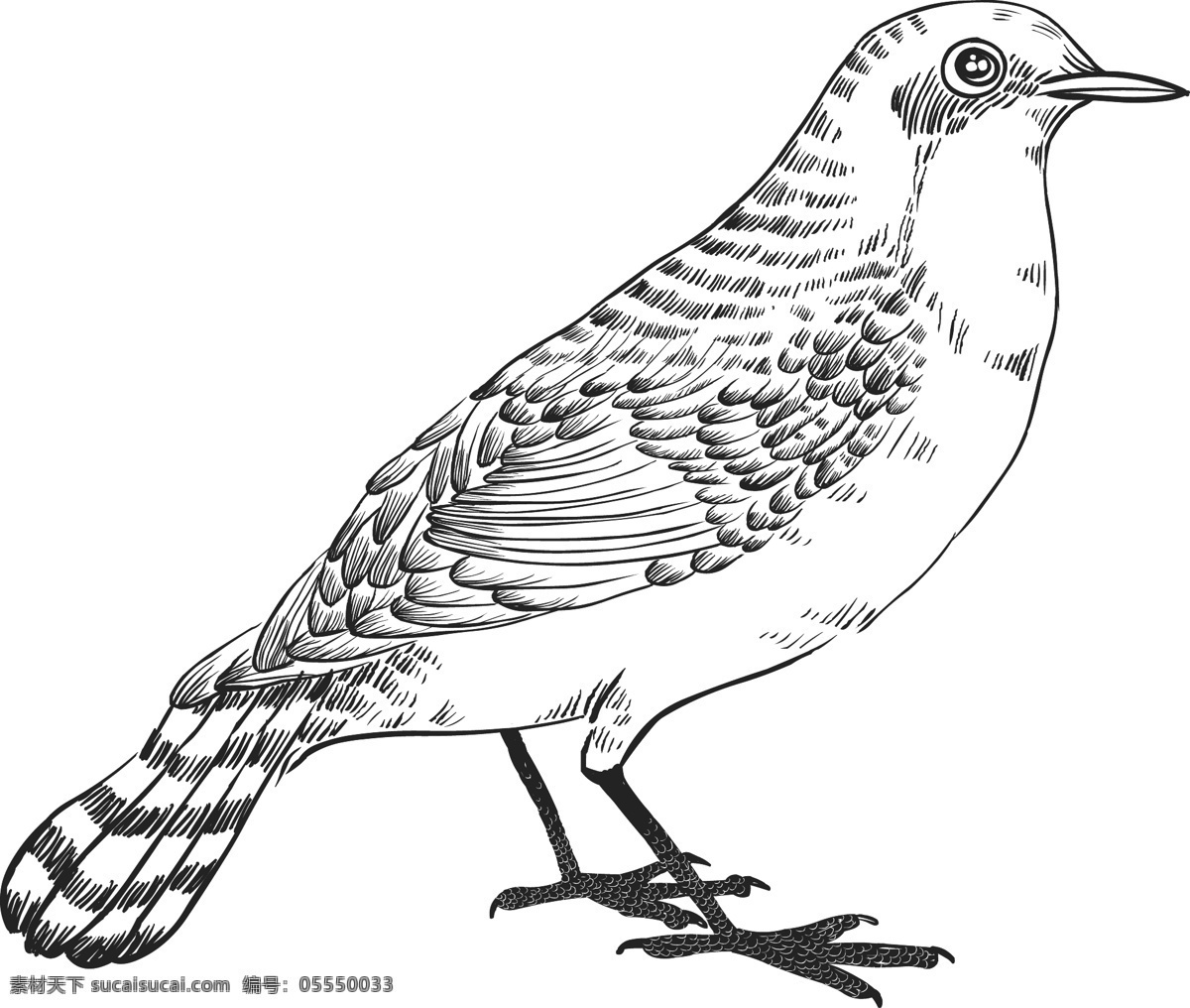 素描单鸟插画 动物素描 鸟 素描 源文件 三星图