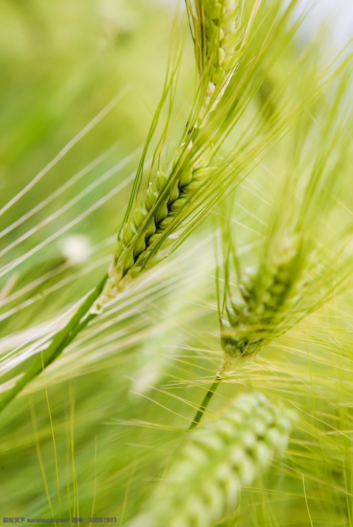丰收 小麦 麦子 麦穗 麦田 成熟的麦子 农作物 收获 高清图片 山水风景 风景图片