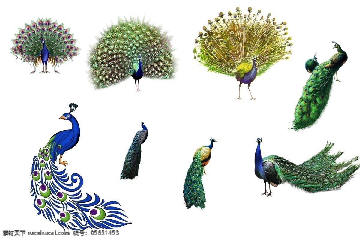 透明素材 png抠图 公园 孔雀开屏 白色孔雀 蓝孔雀 美丽的鸟 卡通孔雀 非 原创 透明 合 辑 分层