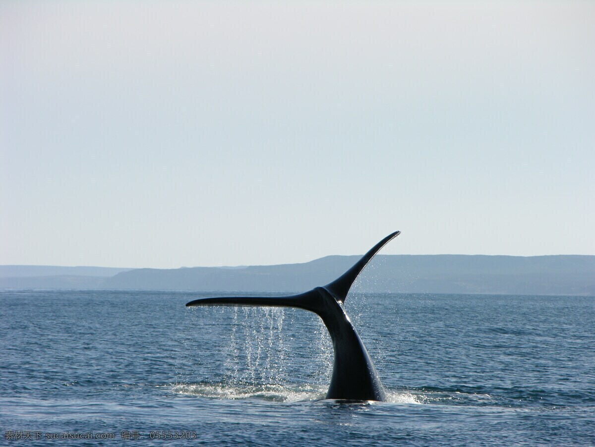 鲸鱼 蓝鲸 灰鲸 抹香鲸 虎鲸 海洋动物 跳跃 海洋 遨游 野生动物 海洋生物 动物表演 大海 动物 动物世界 动物素材 各类素材