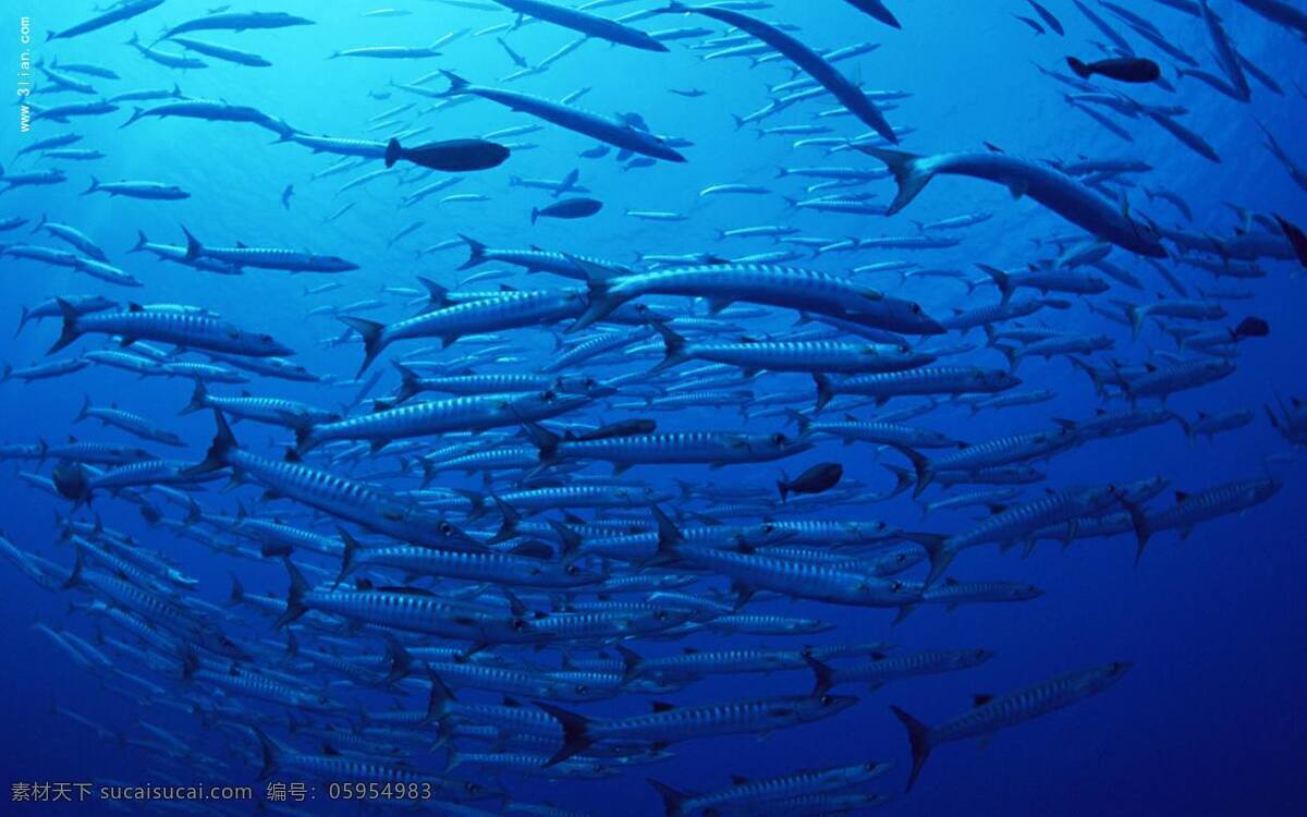 高清 蓝色 海底 世界 深蓝色 背景 鱼群
