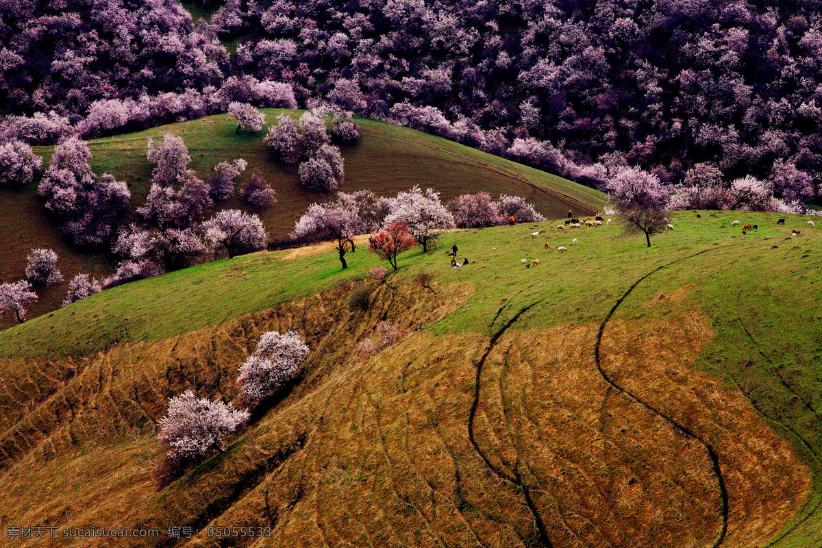 新疆 新源 野 杏林 风景