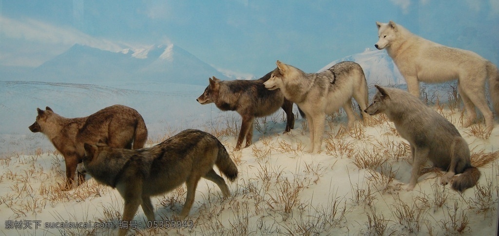 雪地狼群 动物图片 野生动物 狼 狼群 野狼 狼群图片 生物世界