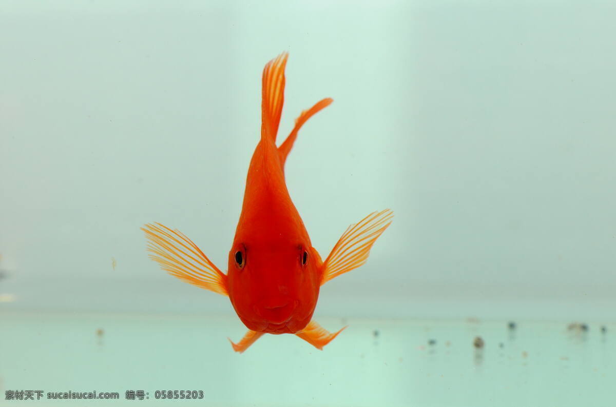 鱼 鹦鹉 生物世界 鱼类 招财鱼 正面 鱼鹦鹉 血鹦鹉 红鱼 鱼游