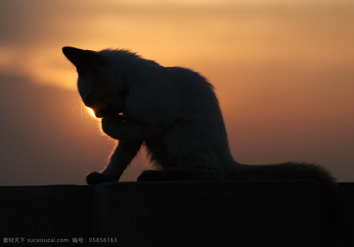 可爱 小猫 可爱小猫图片 小猫图片 猫咪 猫 cats 小猫图片大全 小动物 宠物 猫摄影图片 生物世界 高清图片 猫咪图片