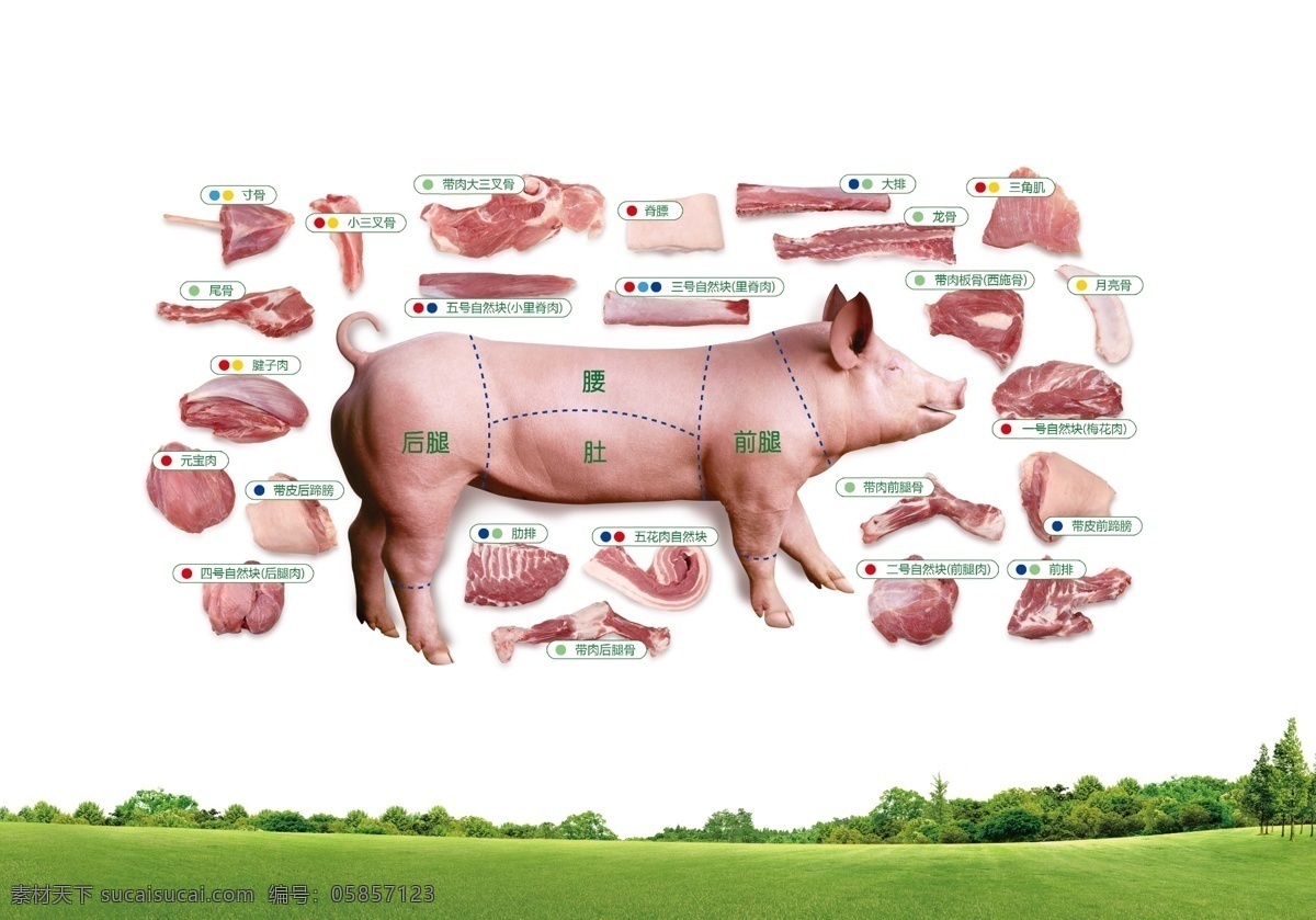猪肉分割图 猪肉 分割图 金锣 分割 图 草地 蓝天 猪 分层 源文件
