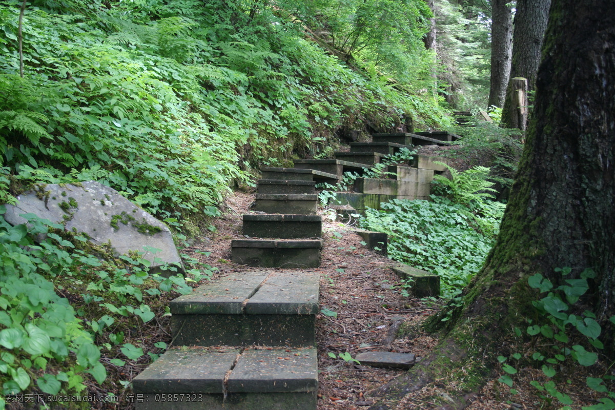 山间风光 山间 自然 野外 森里 风景 风光 美景 小路 爬山 林荫小道 大树 树木 绿树 森林 绿植 风光方面素材 自然风景 自然景观