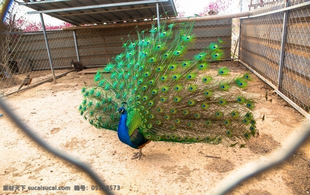 孔雀开屏 孔雀 绿色孔雀 孔雀造型 羽毛 生物世界 野生动物
