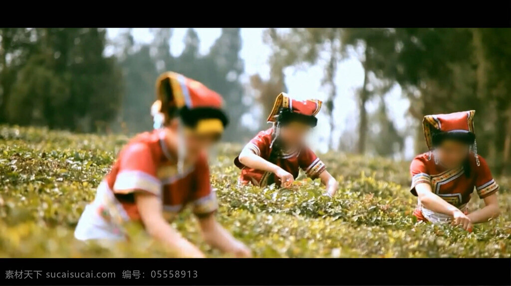采茶 人物 视频 农业 茶业 实拍 农民 工人