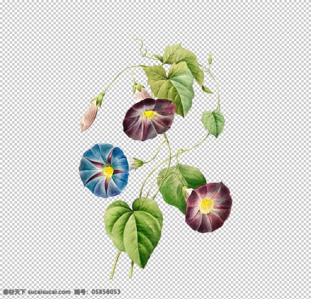 花卉插图图片 彩绘 手绘 花苞 花蕾 插画 彩绘花朵 水彩画 素描花朵 素描画 素描花草 花纹 花边 生物世界 花卉花朵 树木叶子 植物叶子 花卉 花蕊 花卉底纹 花蕊底纹 花卉背景 花卉图案 花蕊图案 花朵 素描花卉 素描涂鸦 花卉涂鸦 花卉素描 古典花蕊 优雅花蕊 优雅花卉 复古花卉 花草