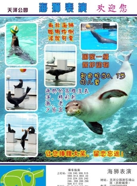 海狮表演 海狮 滑稽 海洋 顶球 动物表演 宣传单 dm宣传单 矢量