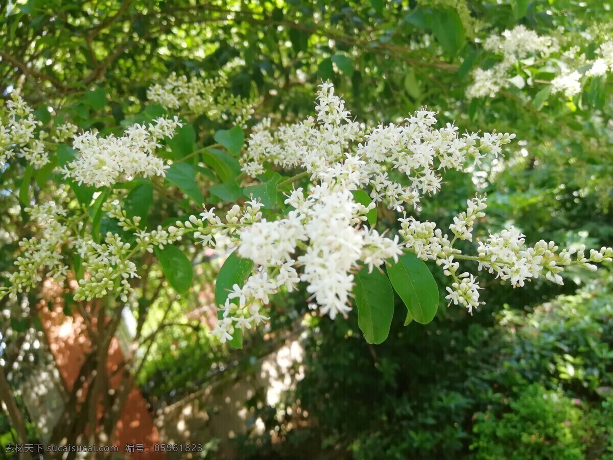 白槐花 白槐 槐花 槐树 自然 春天 自然景观 自然风景