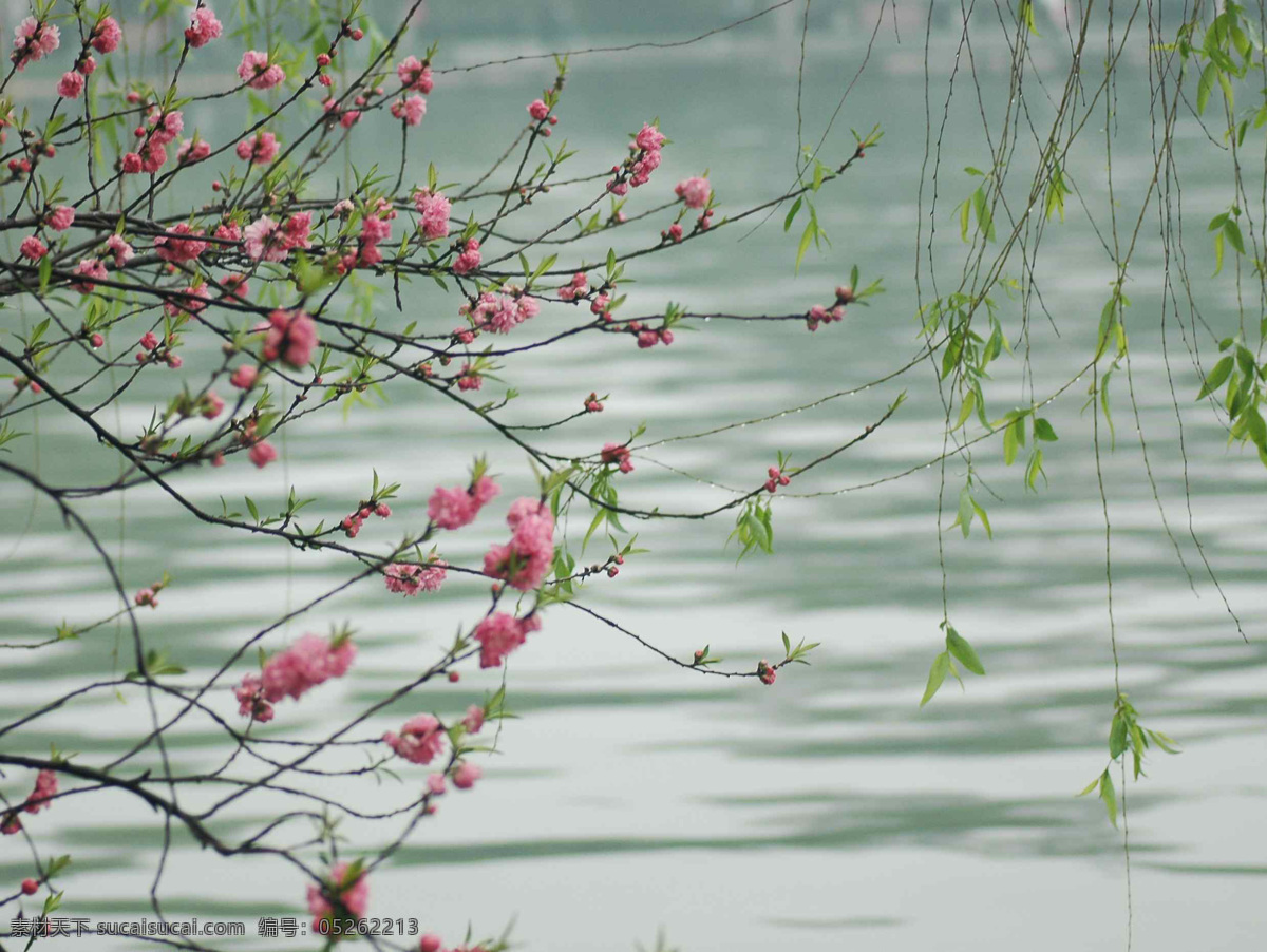 碧水 春天风景 湖水 花草 柳树 清水 生物世界 春天 风景图片 一株杨柳 一株桃 杨柳 桃花 桃树 自然风景 湖边风景 春日美景 psd源文件