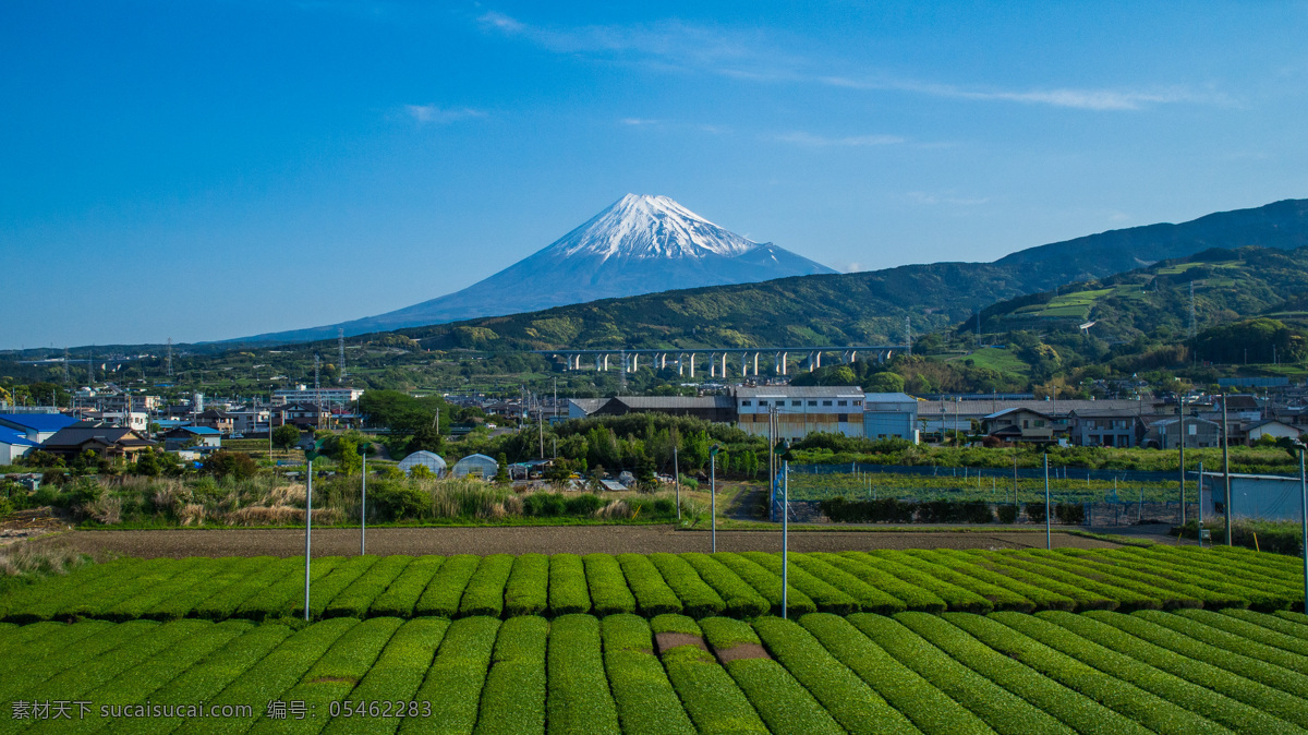 远眺富士山 富士山 茶叶 茶地 种植 农业 风景 旅游摄影 国外旅游