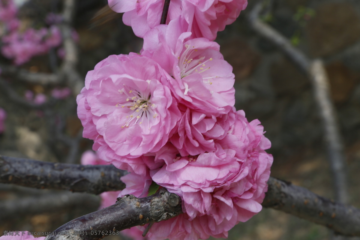 榆叶梅 观赏花卉 花骨朵 榆梅 小桃红 春芽 花苞 梅花 春天 花卉 树枝 自然景观 绿化景观 榆叶梅腊梅 生物世界 花草