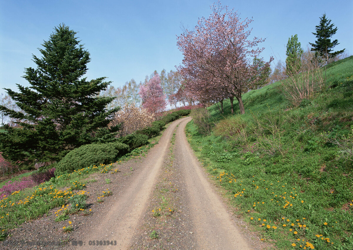 自然风光 摄影图片 大树 植物 乡村 旅游 景区 公路 道路 公路摄影 交通 公路图片 环境家居