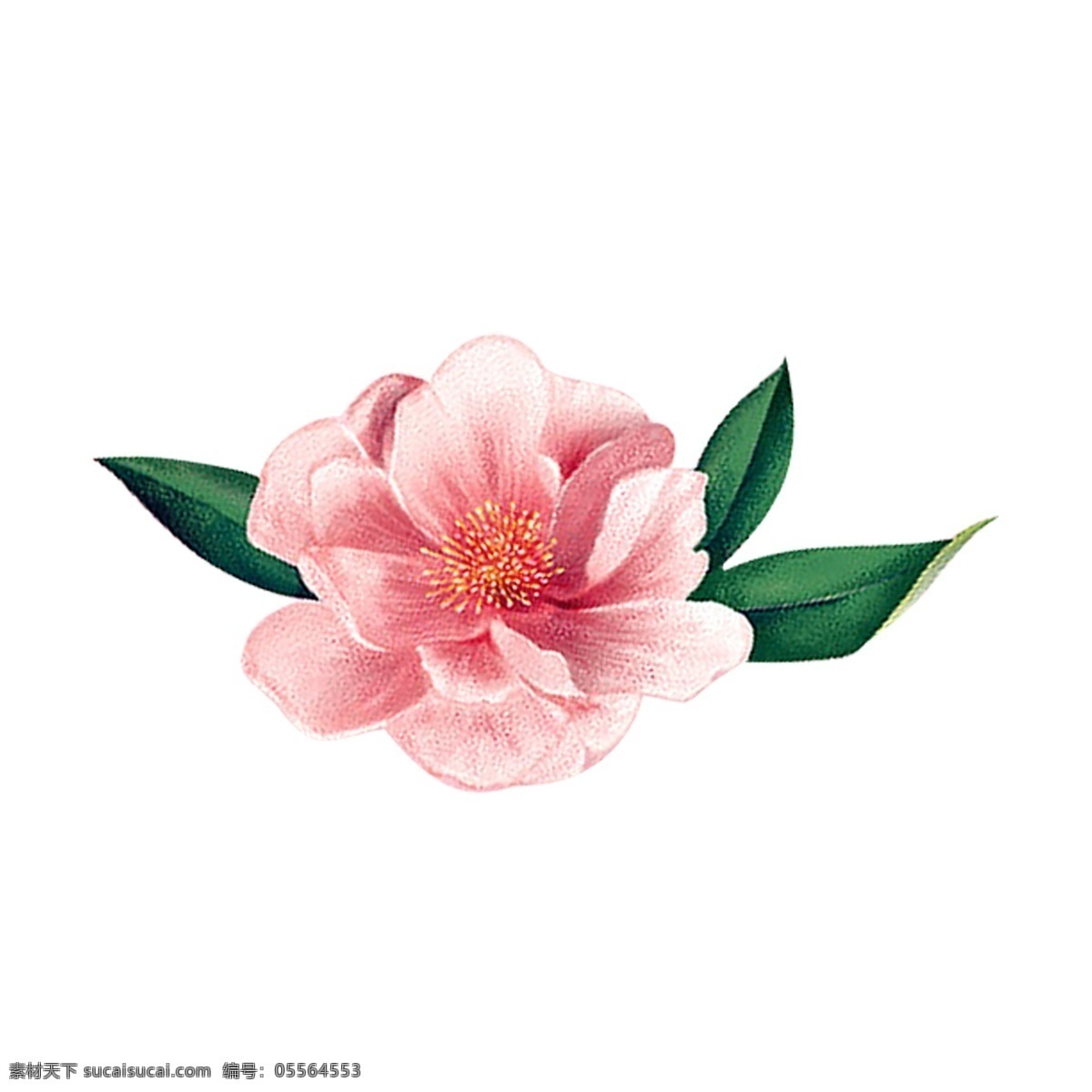 粉红色 花朵 免 抠 图 花瓣 植物 新鲜的花朵 绿色植物 绿色生态 红色桃花 树叶 粉红色花朵 免抠图
