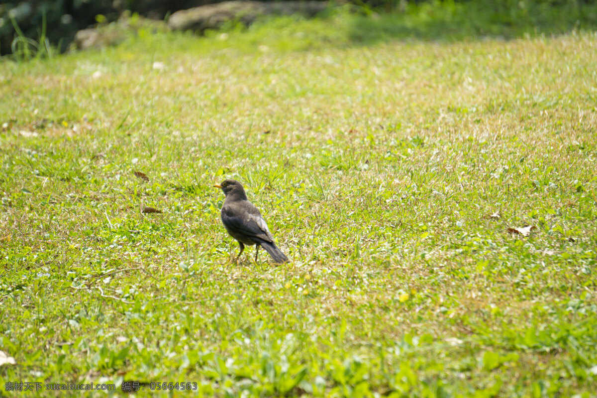 草地 上 灰色 小 雀 小鸟 鸟 麻雀 乌鸦 禽类 飞行 动物 千库原创