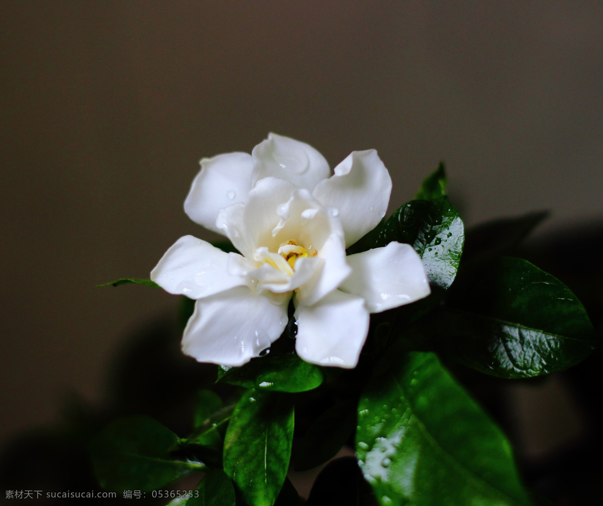 栀子花开 栀子花 香味 白色 绿叶 花卉 花草 生物世界 黑色