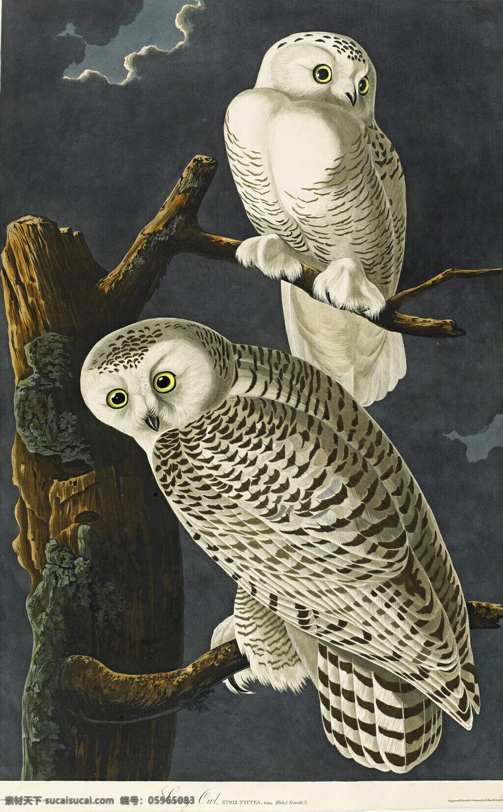 猫头鹰 枭 绘画 油画 动物 绘画书法 文化艺术