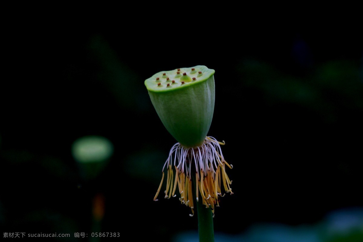 荷花 莲蓬 黑色背景 黄紫色莲须 夏季 三台 十里 荷塘 集锦 花草 生物世界