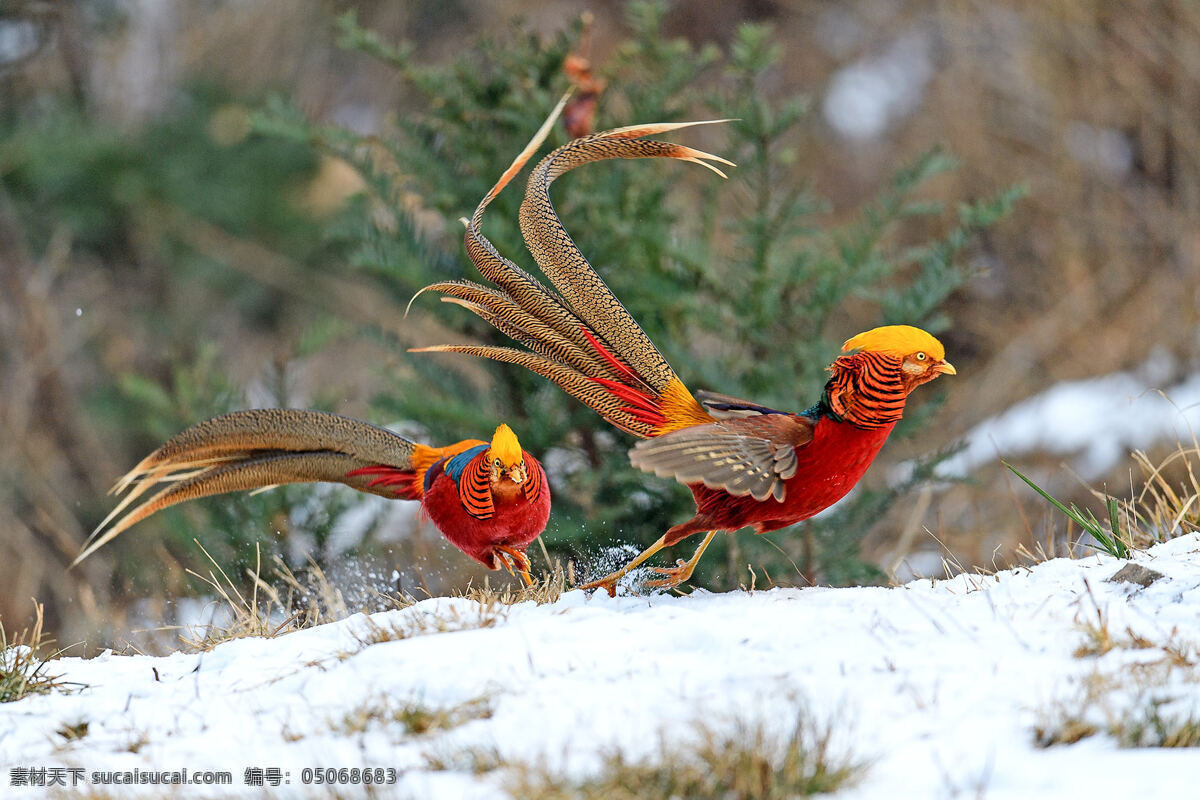 红腹锦鸡 鸟类 自然 野生 生态 自然景观 自然风景
