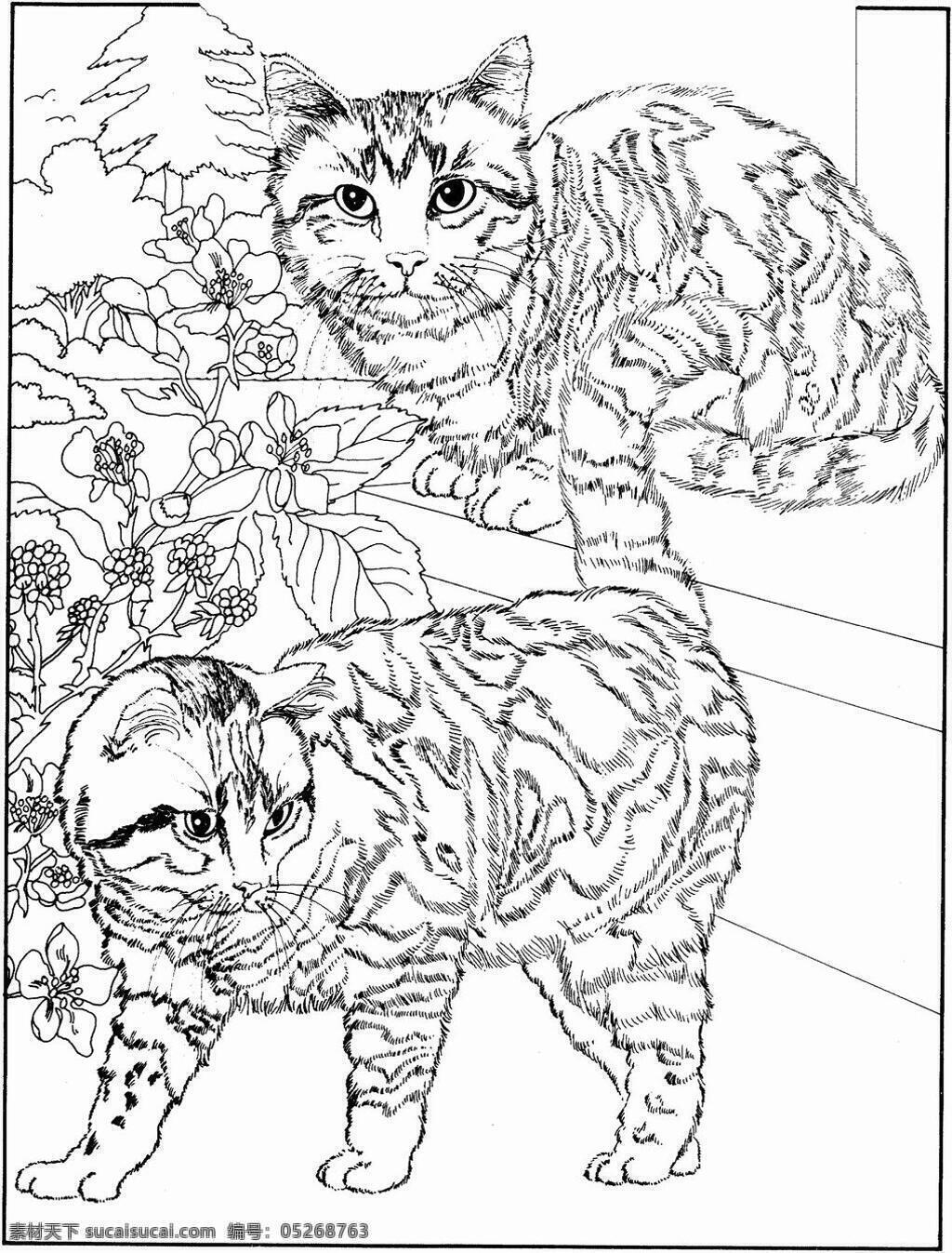 猫的素描 猫科动物 动物手绘画 设计素材 动物专辑 素描速写 书画美术 白色