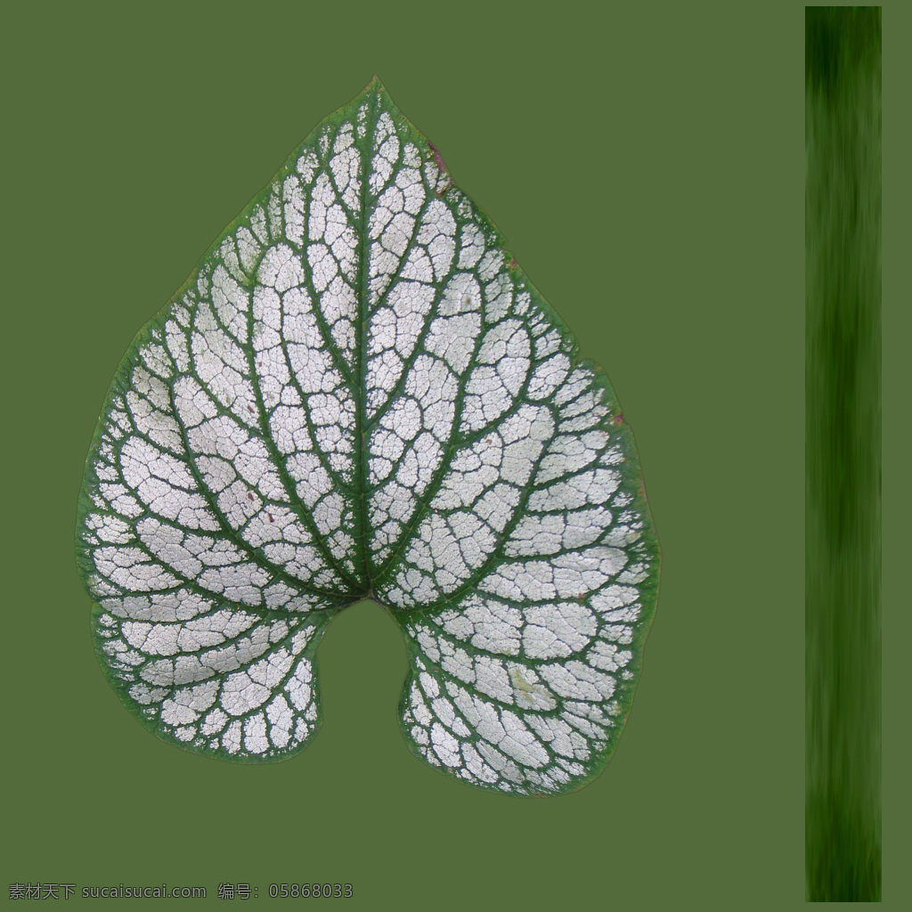 frost jack macrophylla brunnera 心叶 牛 舌 草 植物模型 心叶牛舌草 花卉草 3d模型素材 动植物模型