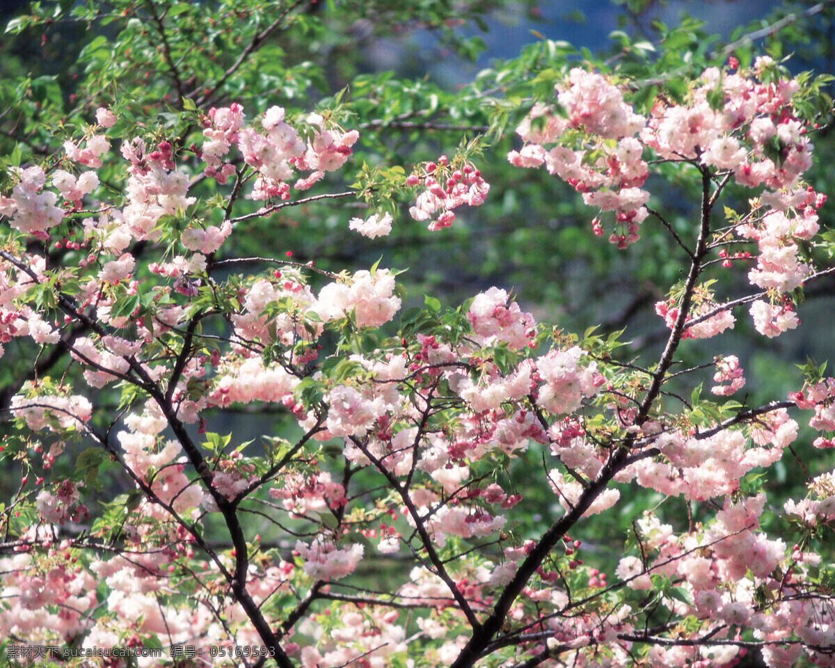 春暖花开 花瓣 花草 花朵 花卉