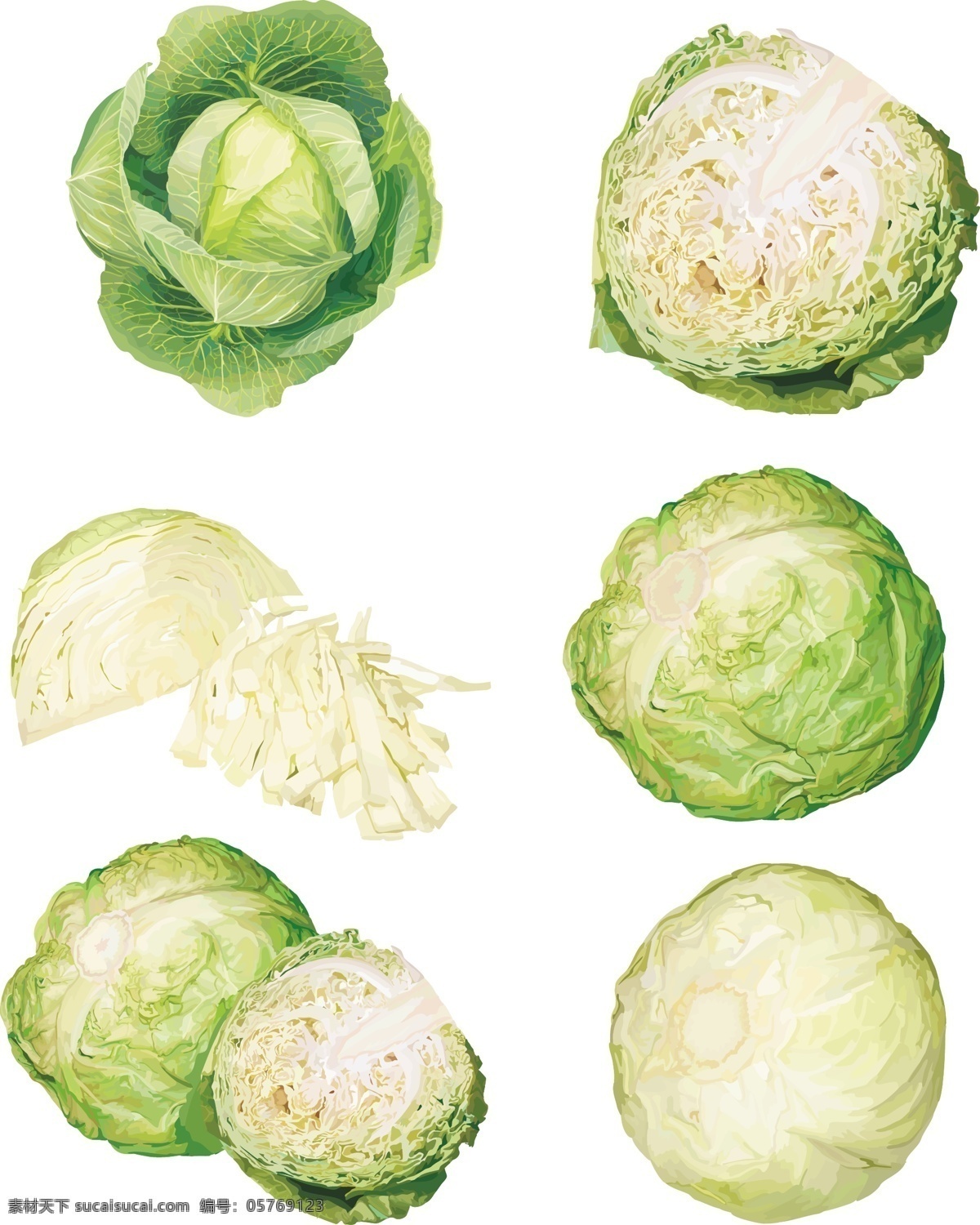 超 写实 包 菜 矢量 ai格式 绿叶子 矢量蔬菜 新鲜蔬菜 矢量图 日常生活