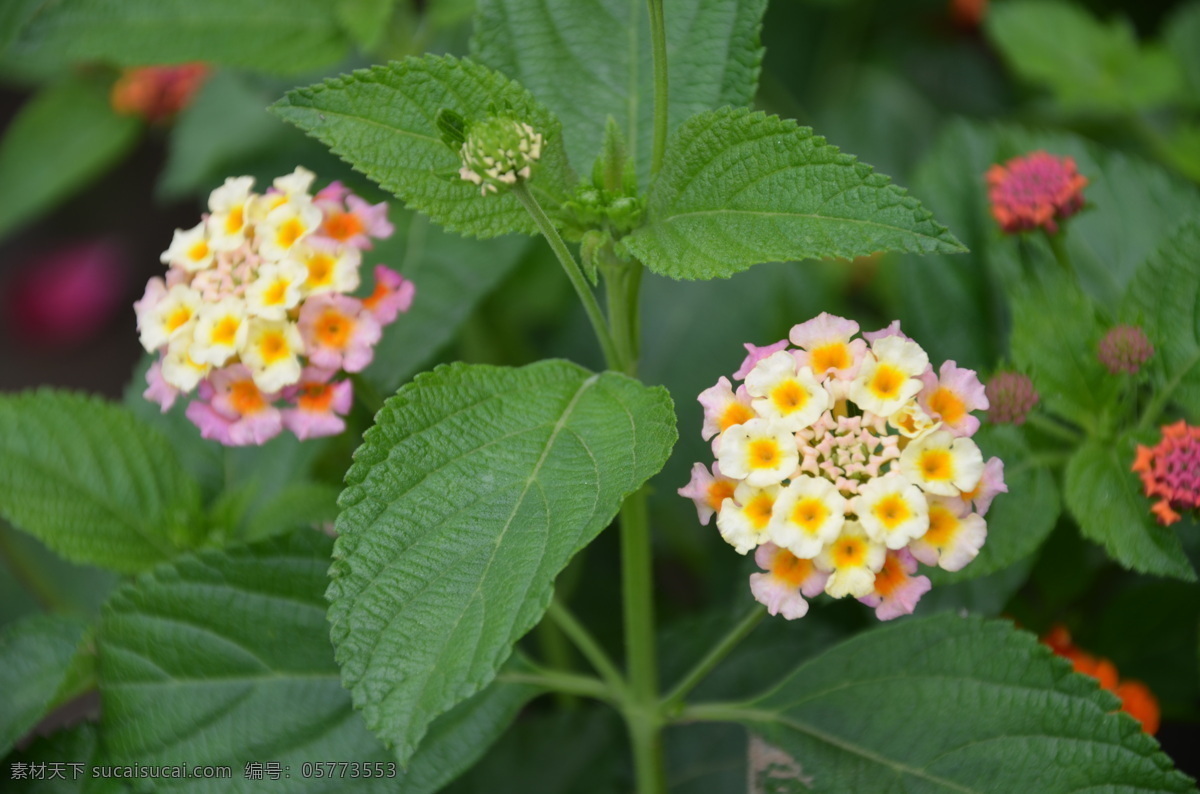 五色梅 花卉 马樱丹 臭草 马鞭草 科马 樱 丹 属 头状花序顶生 总梗 簇生多数小花 高脚碟状 两朵 复色 花卉系列 花草 生物世界
