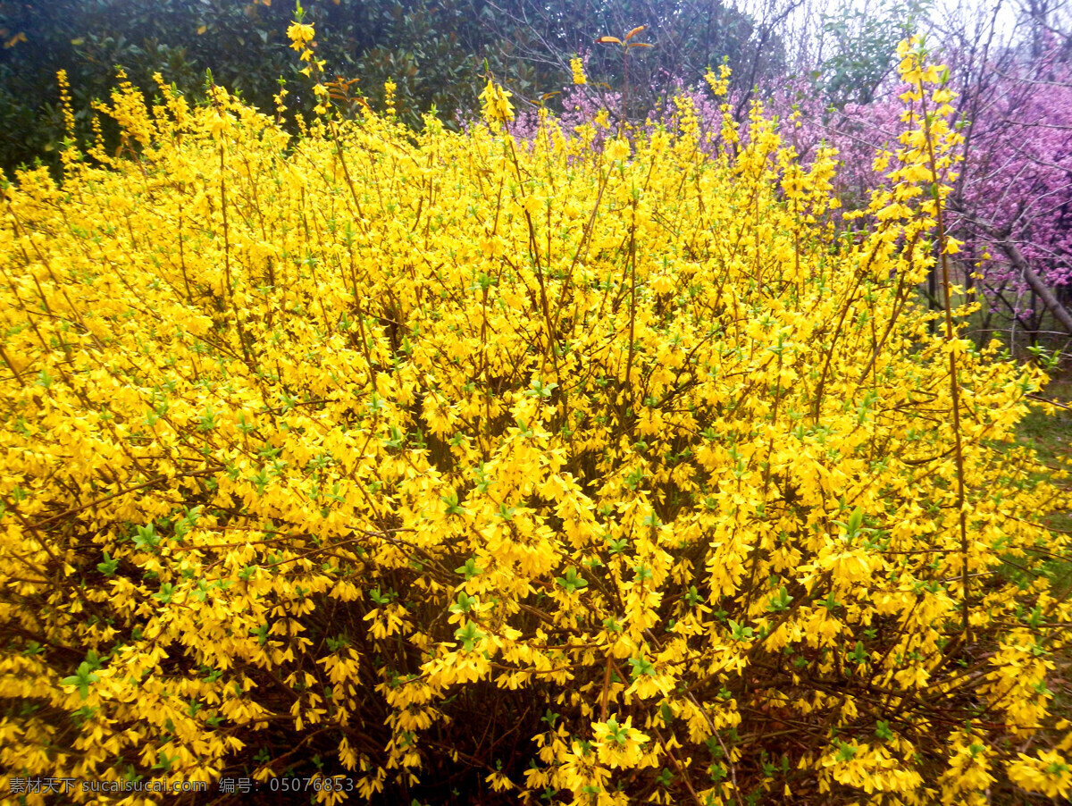 迎春花 金灿灿 春 百花 鲜花 花繁似锦 花团锦簇 鲜明 鲜黄 生物世界 花草