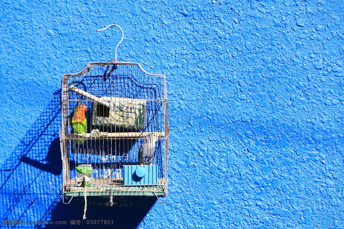蓝 墙上 鹦鹉 鸟笼 蓝墙 鸟 宠物 动物 摄影图 唯美