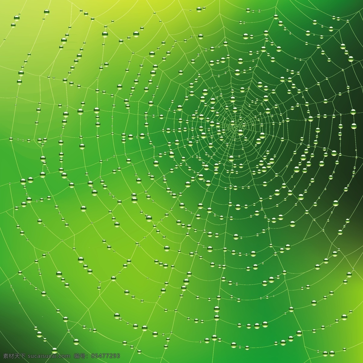 绿色 蜘蛛网 动画 环境 卡通 蜘蛛 矢量图 其他矢量图