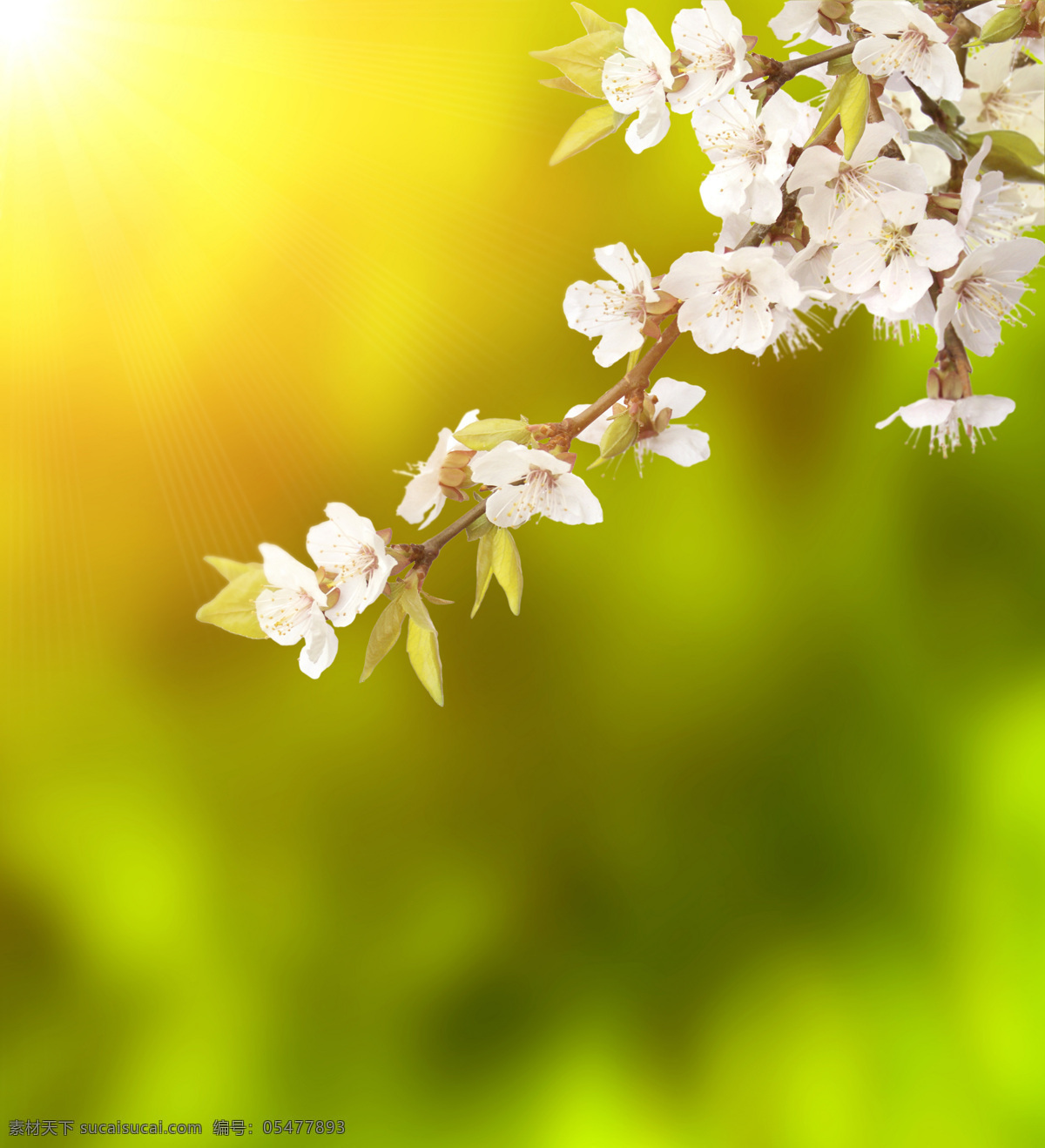 春天 桃花 实用 背景 春天背景 实用背景 背景素材 绿色背景 花 花朵 树枝 高清图片 山水风景 风景图片