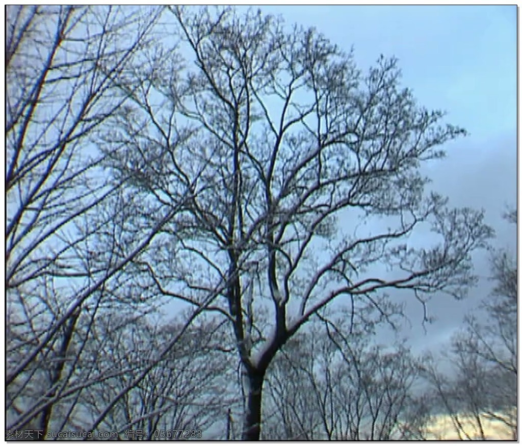 白色 松树 视频 雾凇 大自然 视频素材 动态视频素材