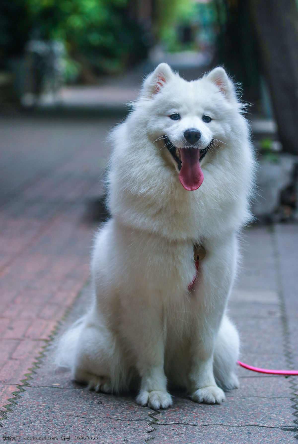 狗 犬 宠物 可爱 萨摩耶 萨摩耶犬 萨摩耶狗 动物 犬类 犬科动物 犬科 家养宠物 大型犬 雪白 美丽 乖巧 听话 善良 友善 亲切 聪明 生物世界 家禽家畜