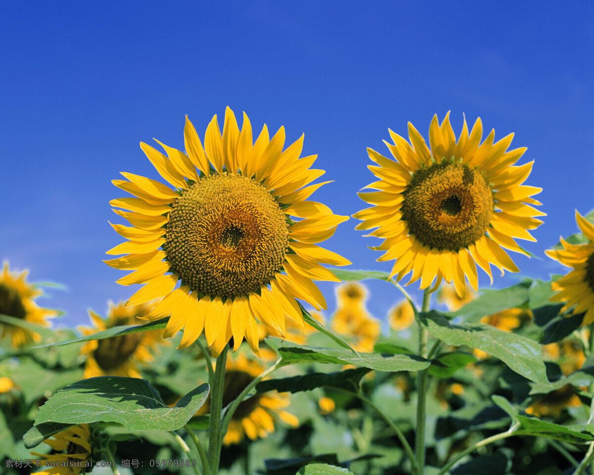 阳光下 的太阳花 太阳花 热情 温暖 金黄 饱满 生物世界 花草 摄影图库