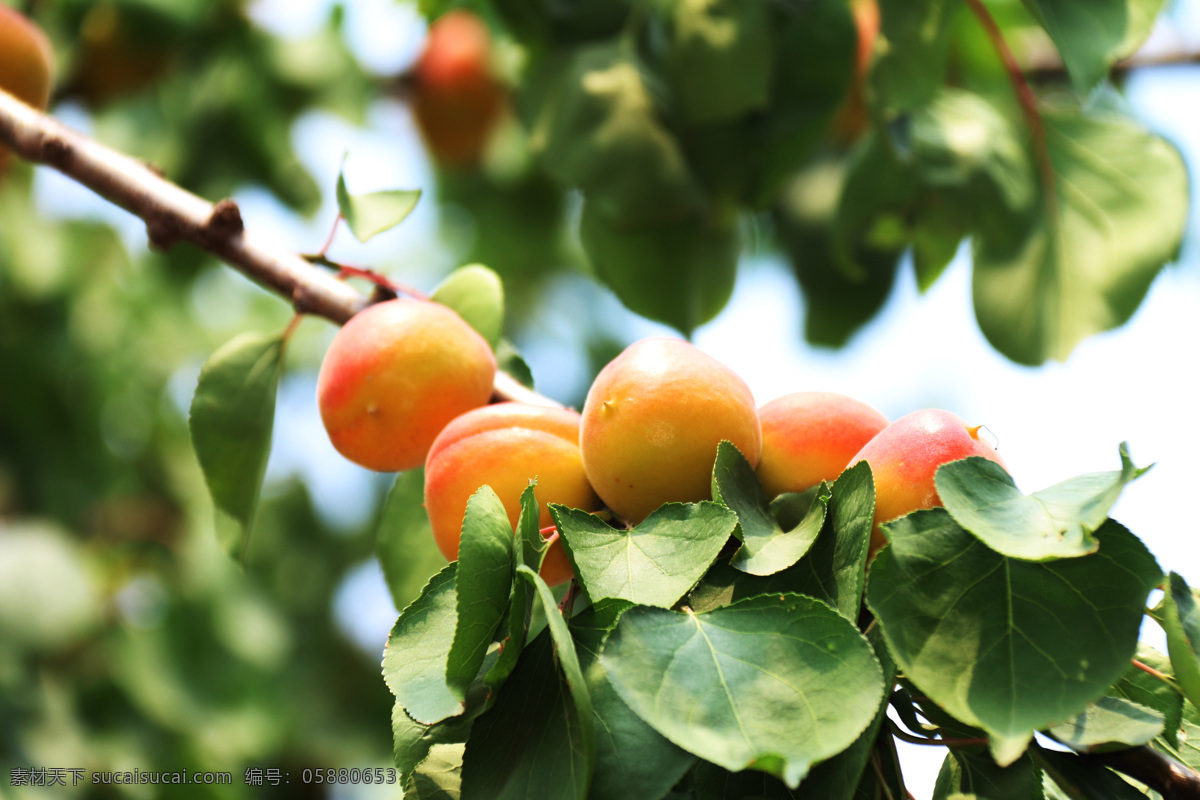 熟杏 杏树 果实 黄杏 硕果 杏子 果子 旅游摄影 自然风景
