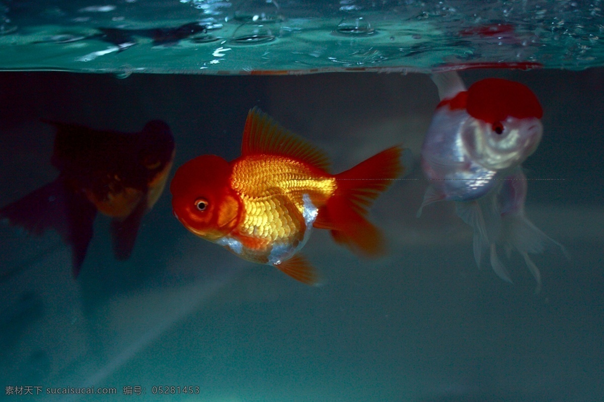 金鱼 红色 金黄 生物世界 鱼缸 鱼类