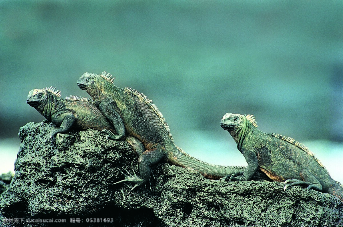 三只蜥蜴 野外生存 生物世界 野生动物 摄影图库