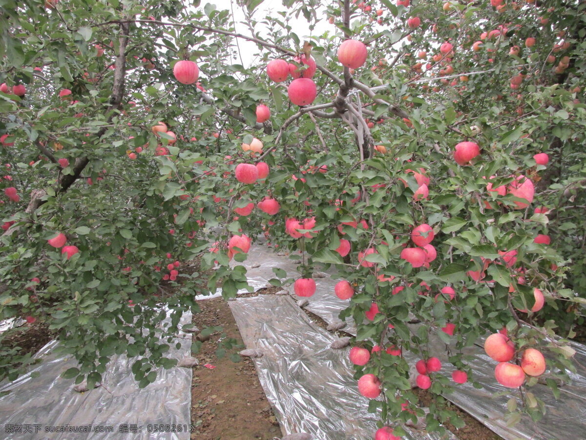 红富士苹果园 苹果 苹果园 生物世界 水果 摄影图片 有机苹果园 灰色