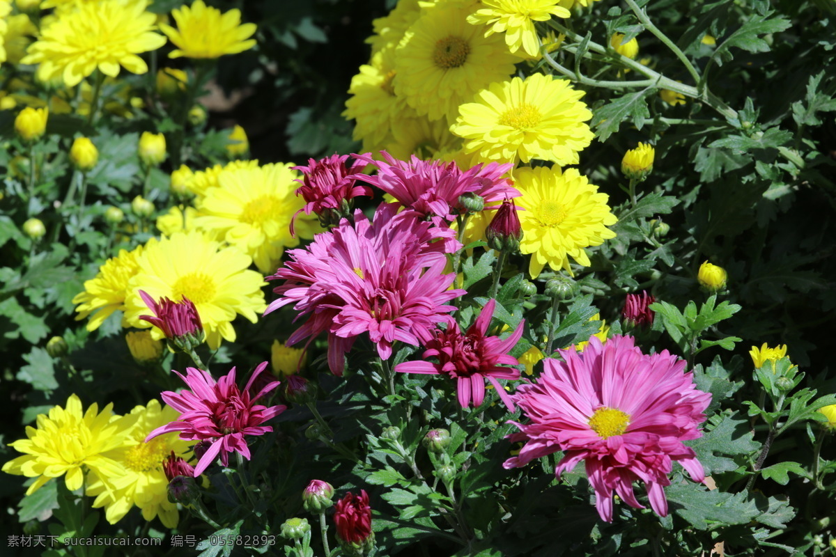 秋菊 观赏花卉 园艺 花卉素材 寿客 金英 黄华 陶菊 花卉 花儿 花草 花朵 花瓣 花蕊 菊菊花 生物世界