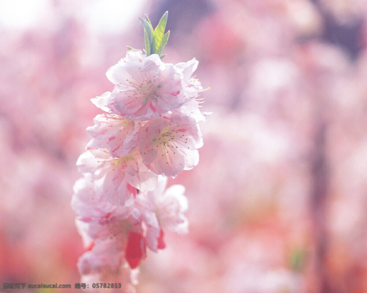 春暖花开 背景 风景 花 花草 花季 摄影图库 植物世界 自然风景 自然景观 花的季节