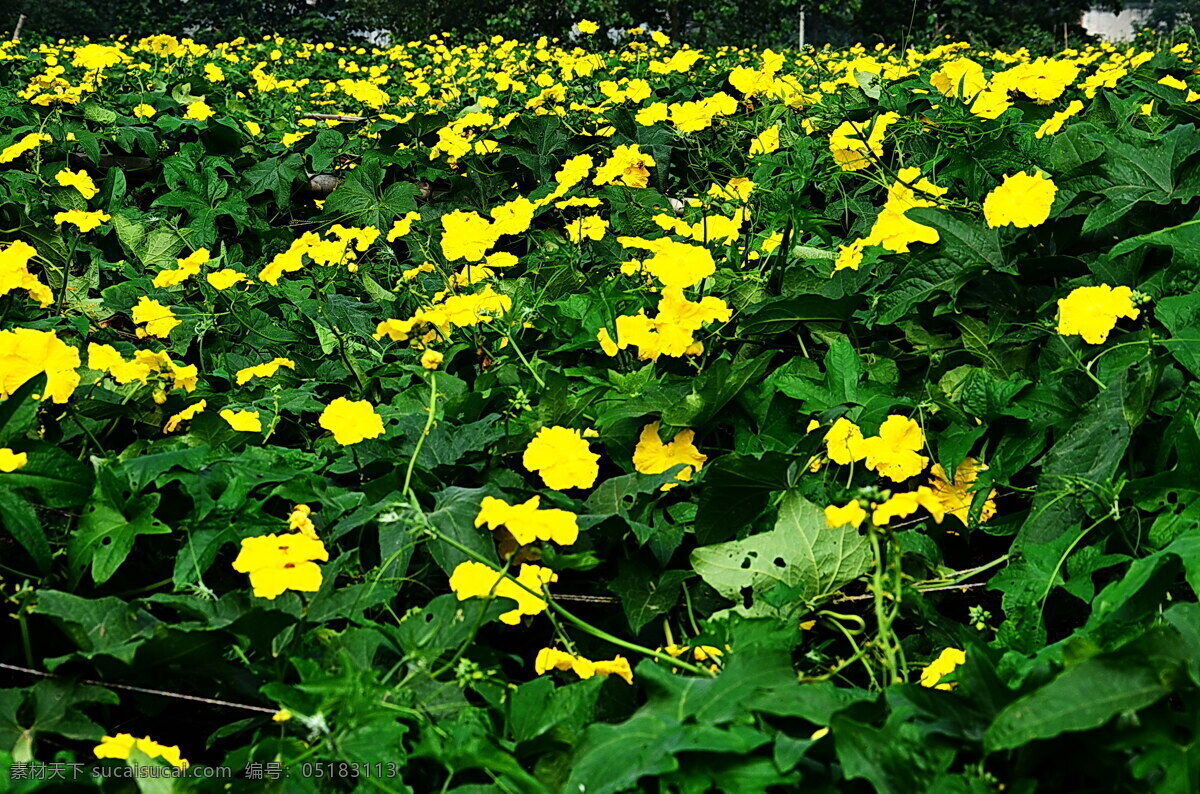 丝瓜花黄 农田 丝瓜地 蔬菜 生物世界