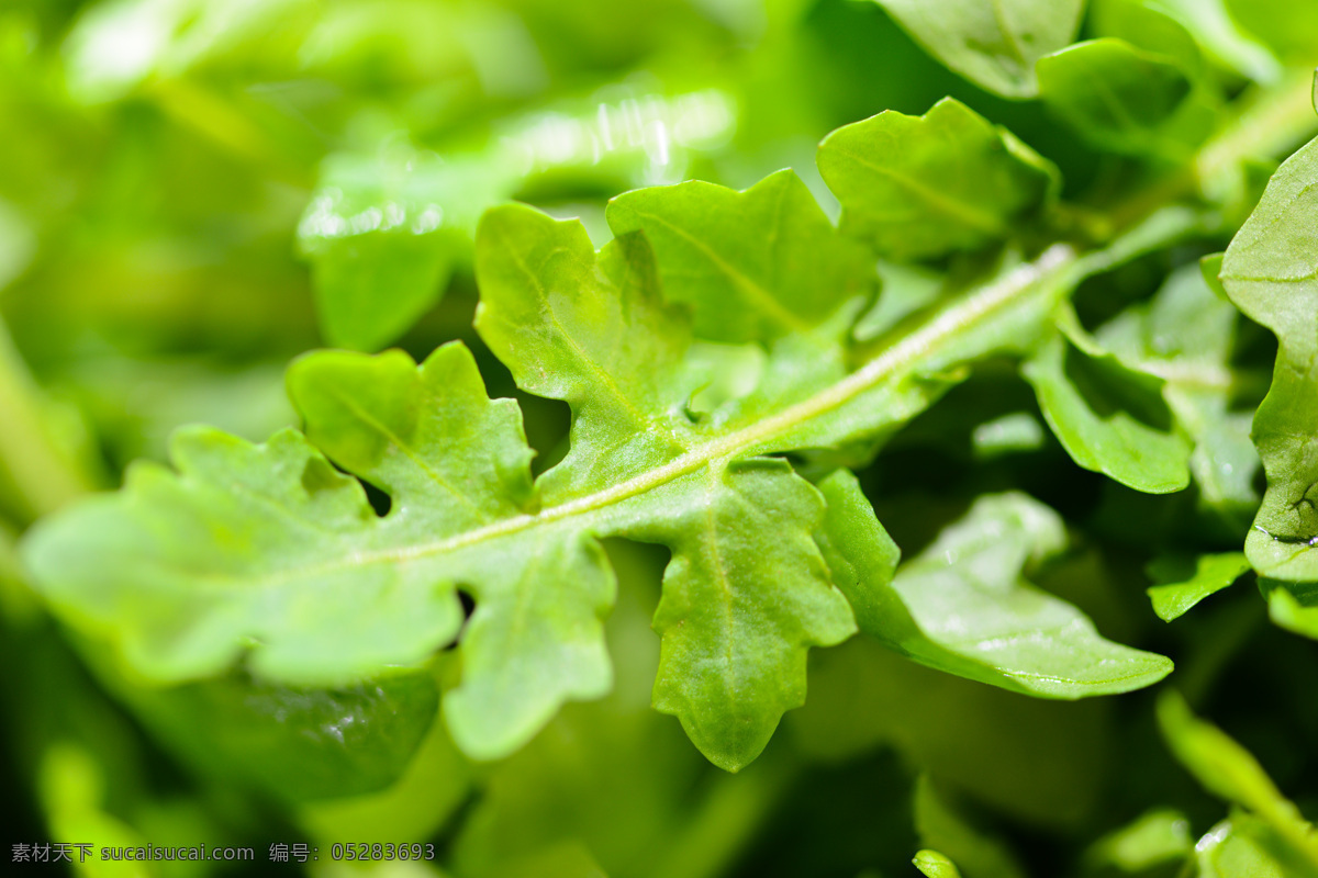 荠荠菜 野菜 挖荠荠菜 三角草 护生草 菱角菜 天然 绿色 香荠 地菜 荠草 草本 植物 佳肴 营养 药用 珍馐 炝拌芥兰苗 炝拌荠荠菜 炝拌山野菜 炝拌野菜 芥蓝苗 山野菜 生物世界 蔬菜