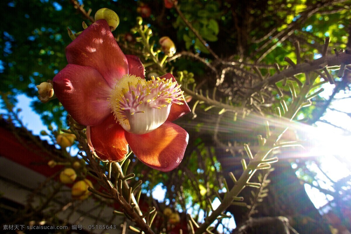 菩提花 花朵 菩提树 花草 生物世界