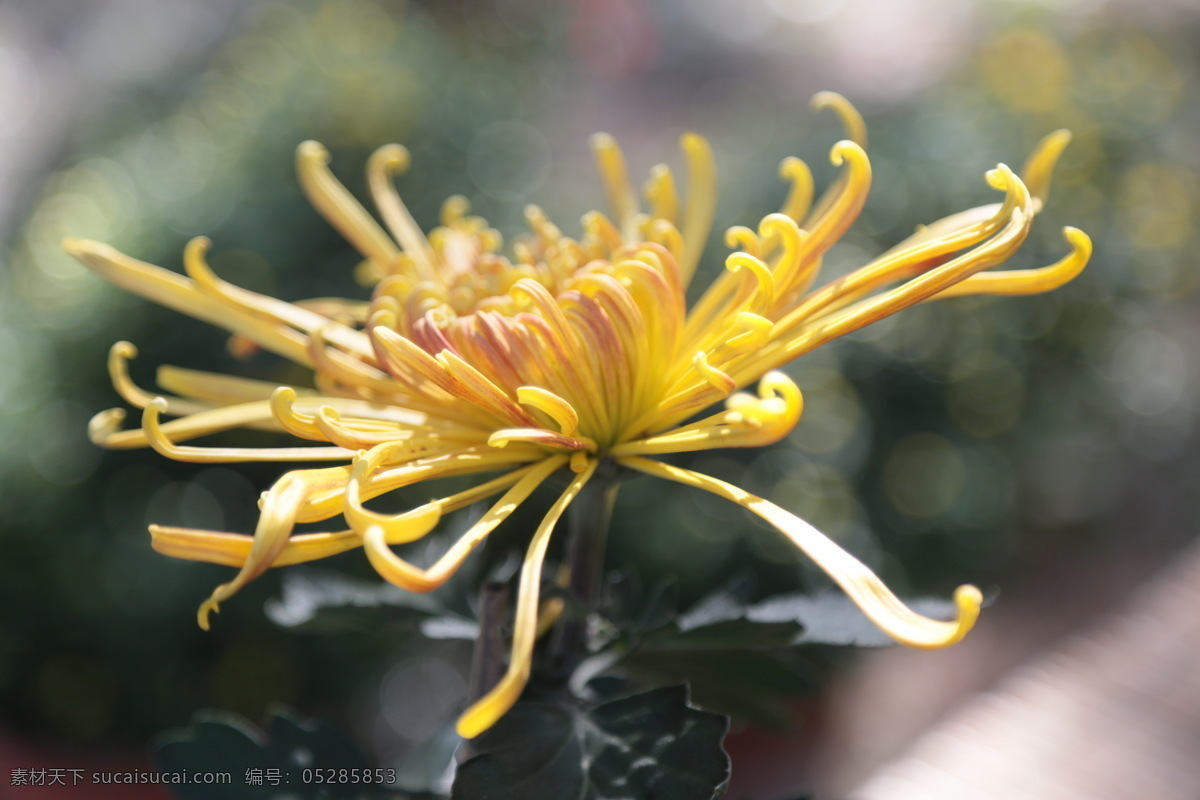 菊花 秋菊 园艺 花卉素材 寿客 金英 黄华 陶菊 花卉 花儿 花草 花朵 花瓣 花蕊 菊菊花 生物世界