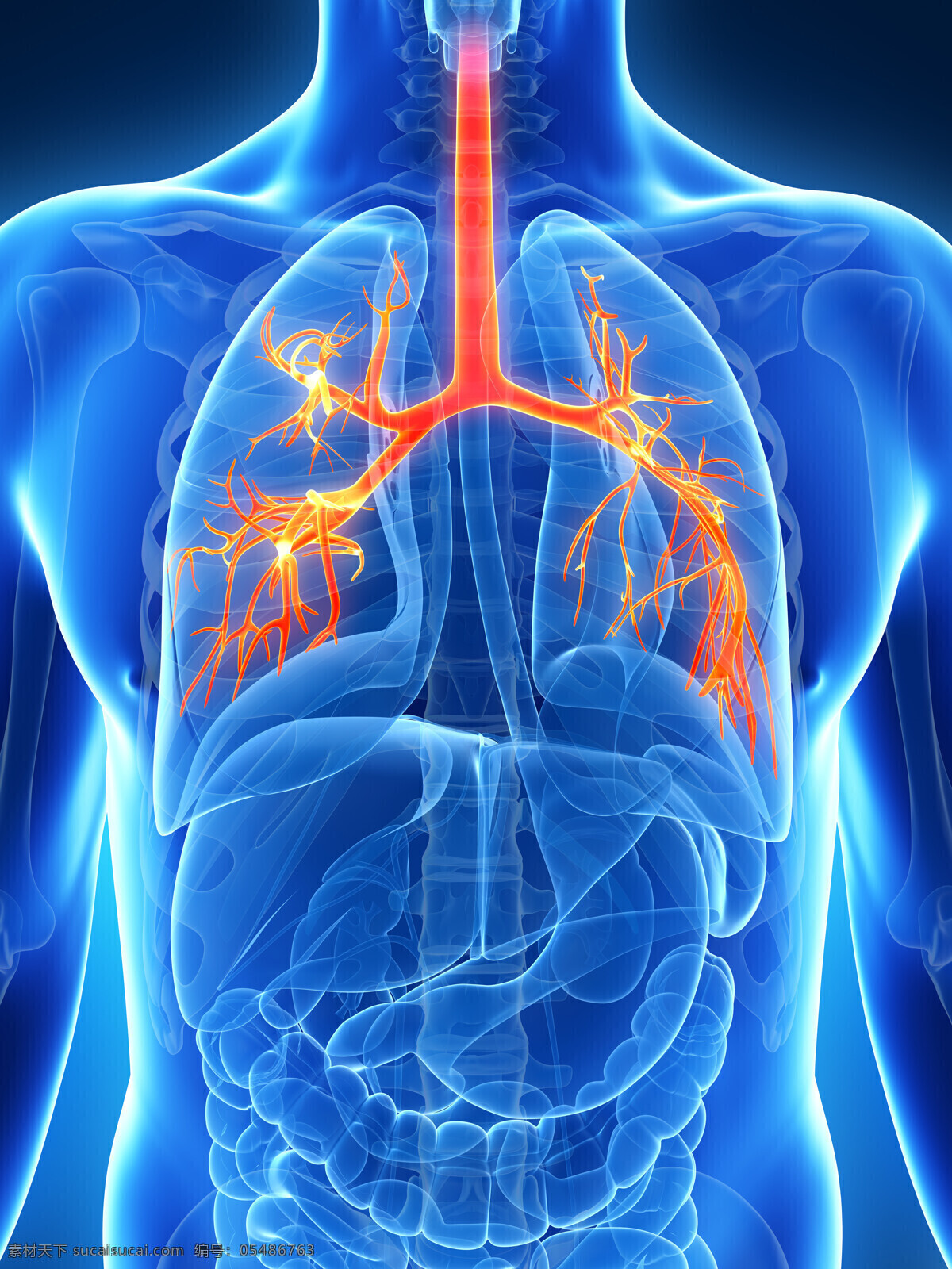 呼吸道 器官 心肺器官 呼吸道器官 内脏器官 人体器官 人体组织 医疗护理 现代科技